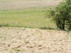 P7090007.JPG