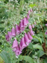 DSC08335.JPG