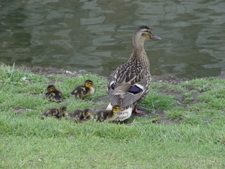 DSC07154.JPG