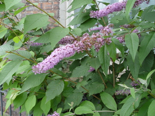 DSC07301.JPG