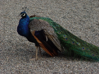 DSC07254.JPG