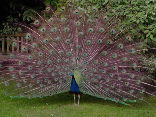 DSC07255.JPG