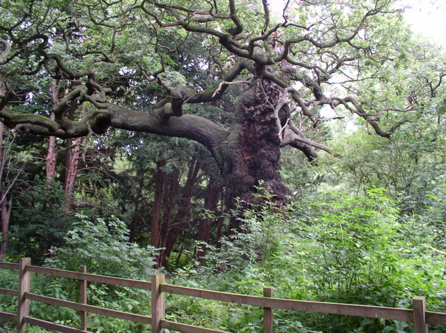 P7010054.JPG