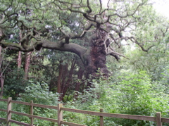 P7010054.JPG