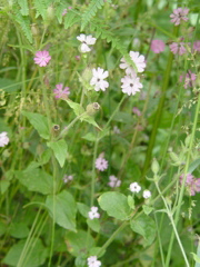 DSC06243.JPG