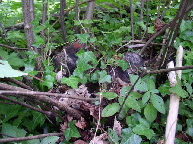 P7080049.JPG