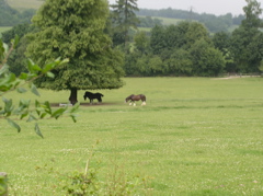 P7080011.JPG