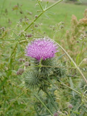 DSC08127.JPG