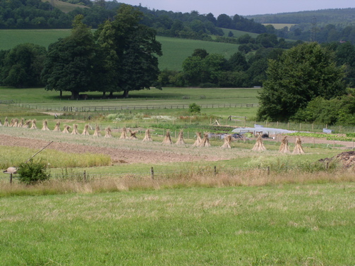 Fields at the Weald & Downland Museum