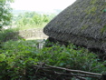 Hangleton Cottage's Thatch