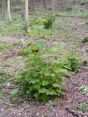 Coppiced tree